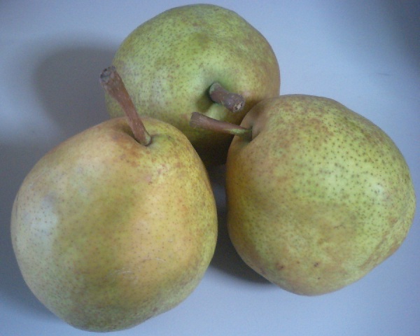 File:Pear lafrance.jpg