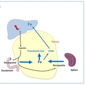 Pathophysiological mechanisms leading to the development of iron overload during HFE-related hemochromatosis[43]