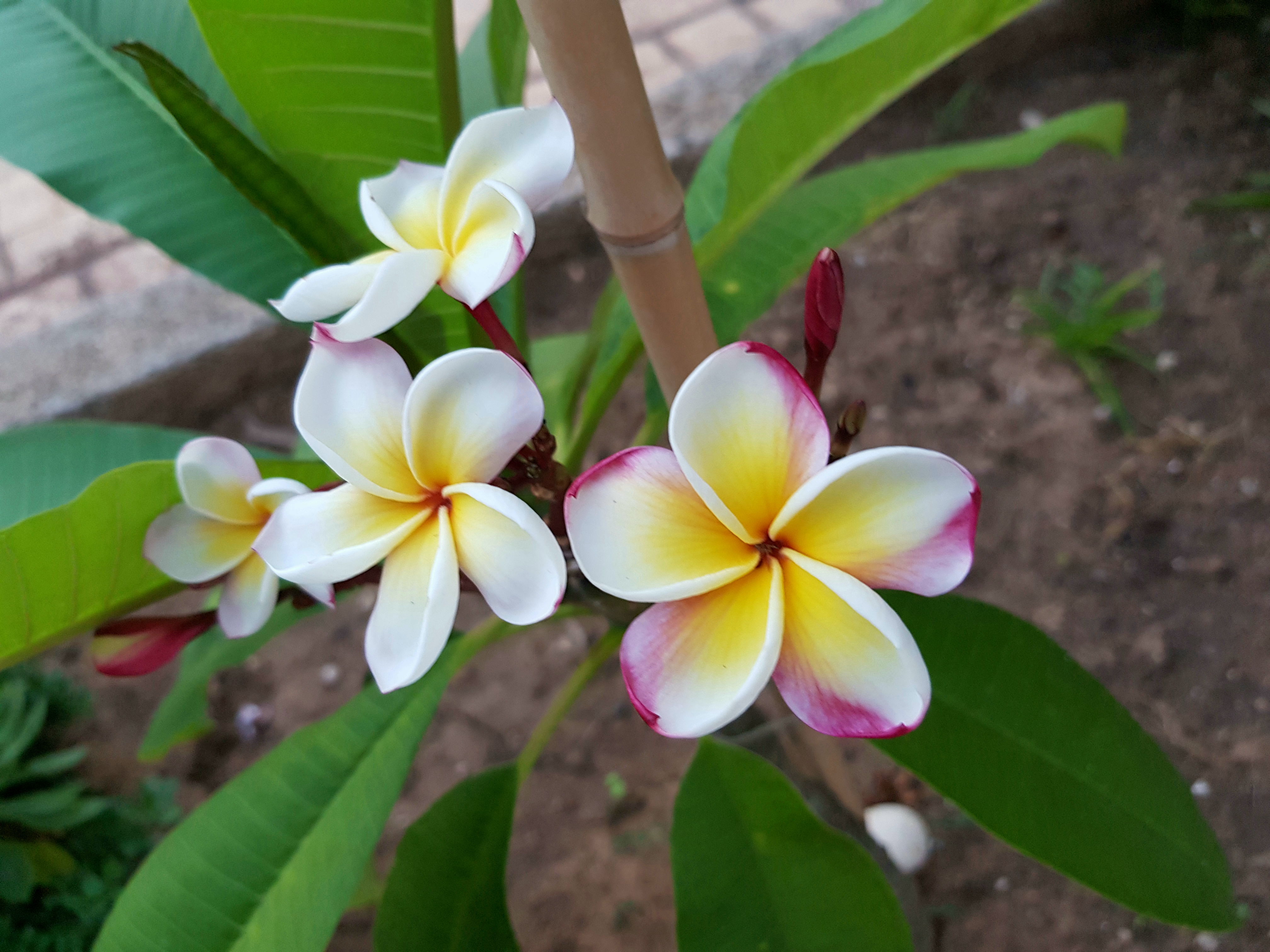 Plumeria rubra