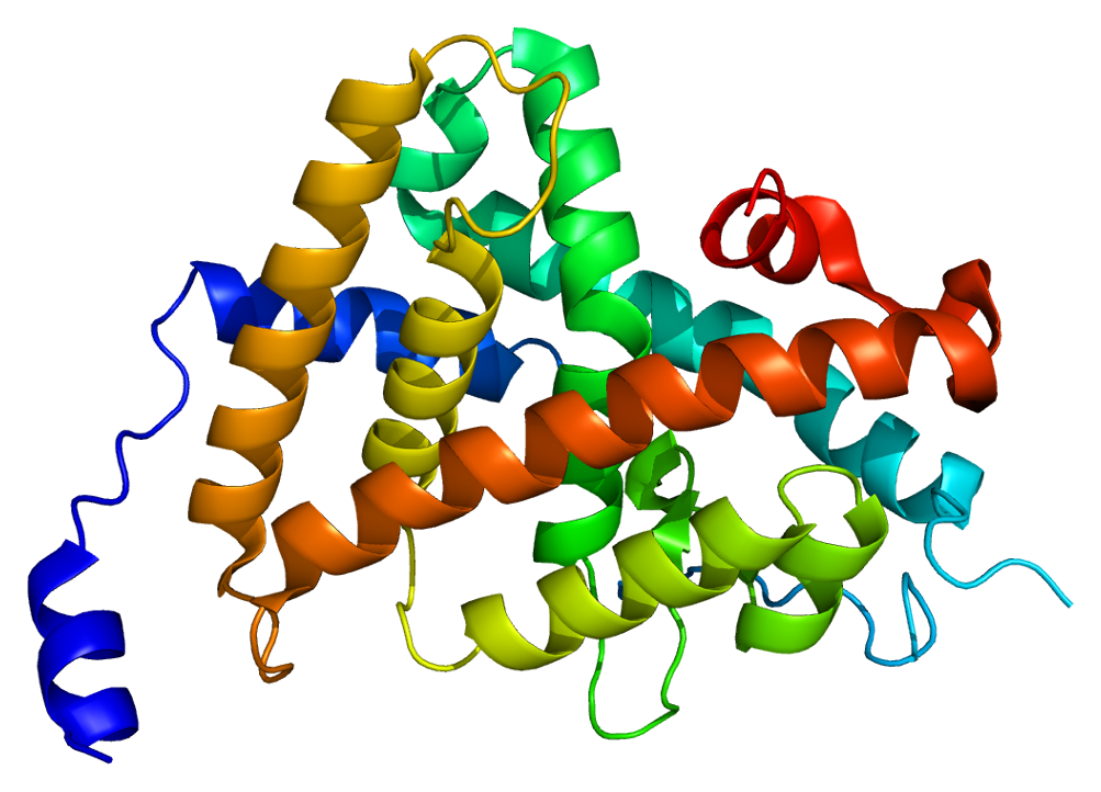 Thyroid hormone receptor beta - Wikipedia