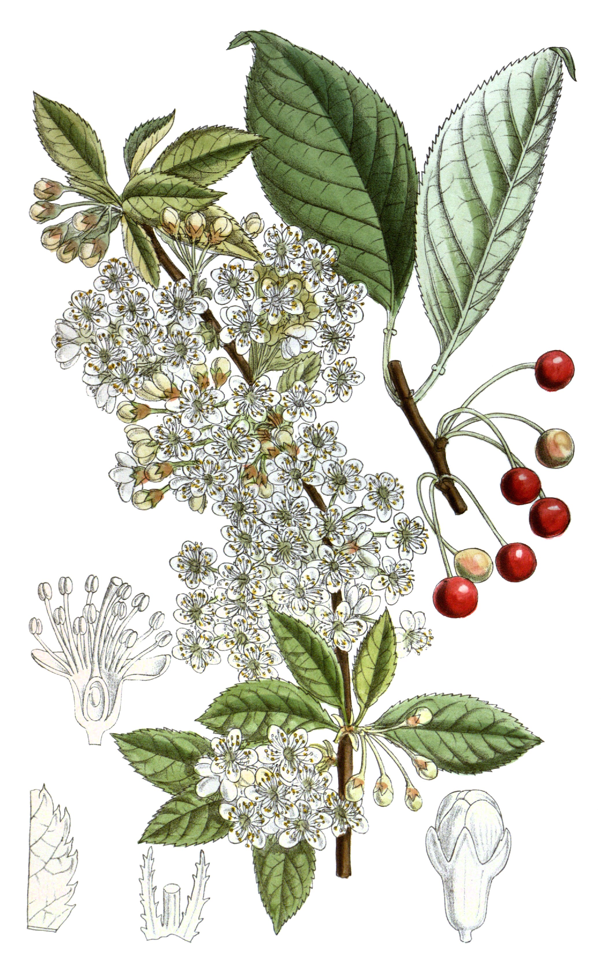 are pin cherry trees safe for dogs