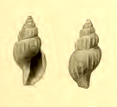 <i>Pseudodaphnella virgo</i> species of sea snail