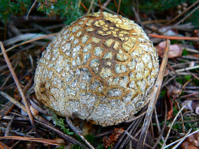 File:Puffball near heathland, Dorset - geograph.org.uk - 587950.jpg