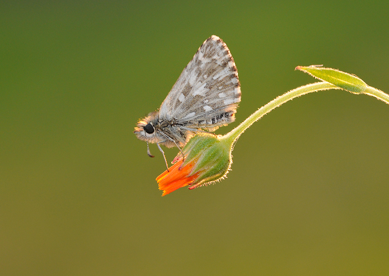 File:Pyrgus melotis 1.jpg