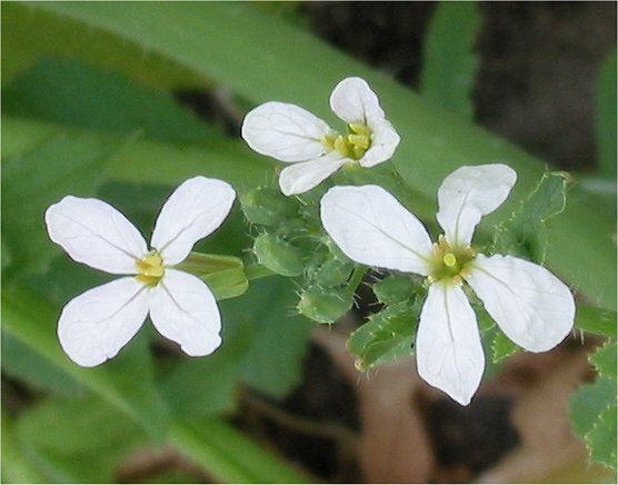 File:Radijs bloemen Raphanus sativus subsp. sativus.jpg