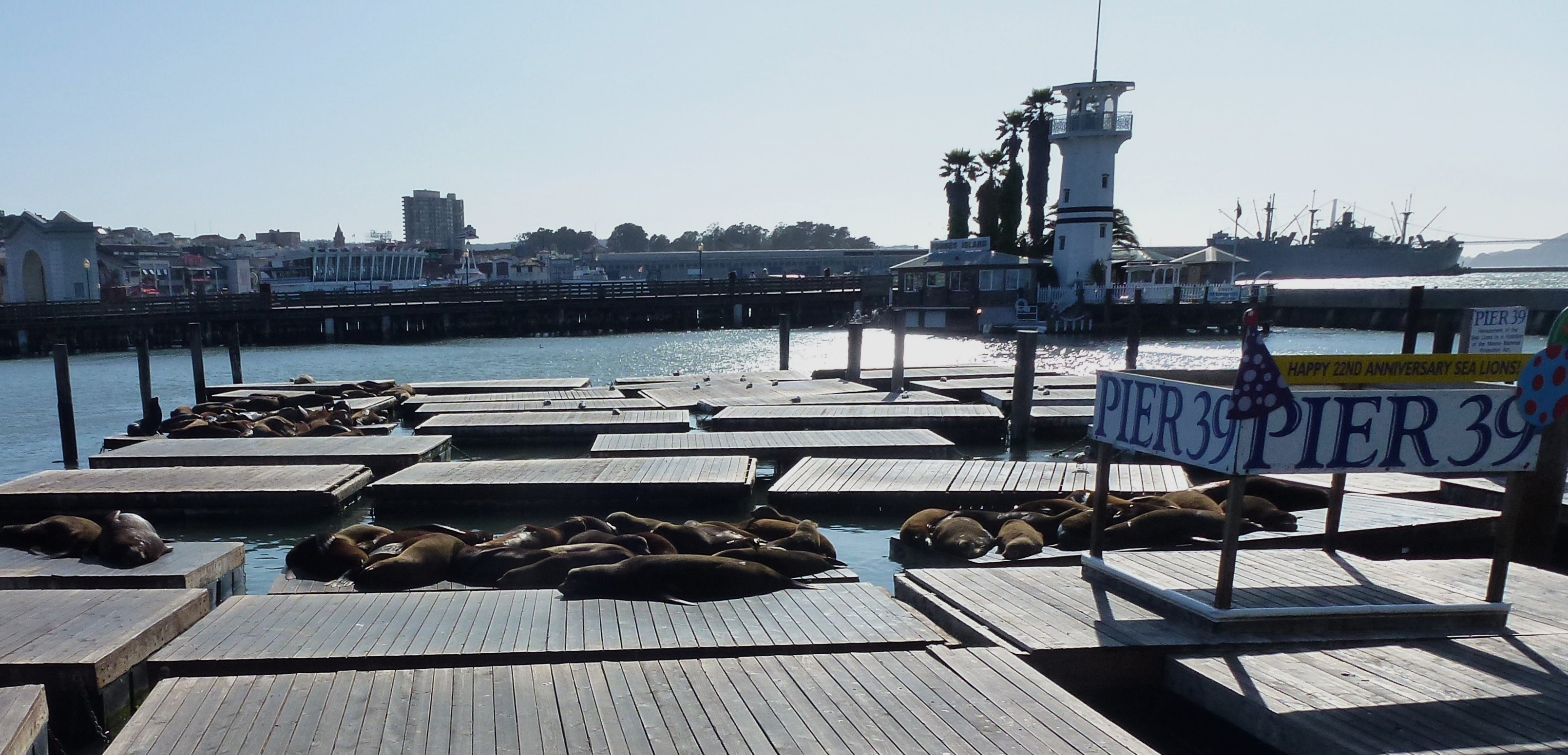 File:Sea Lions Pier 39 San Fran.JPG - Wikimedia Commons