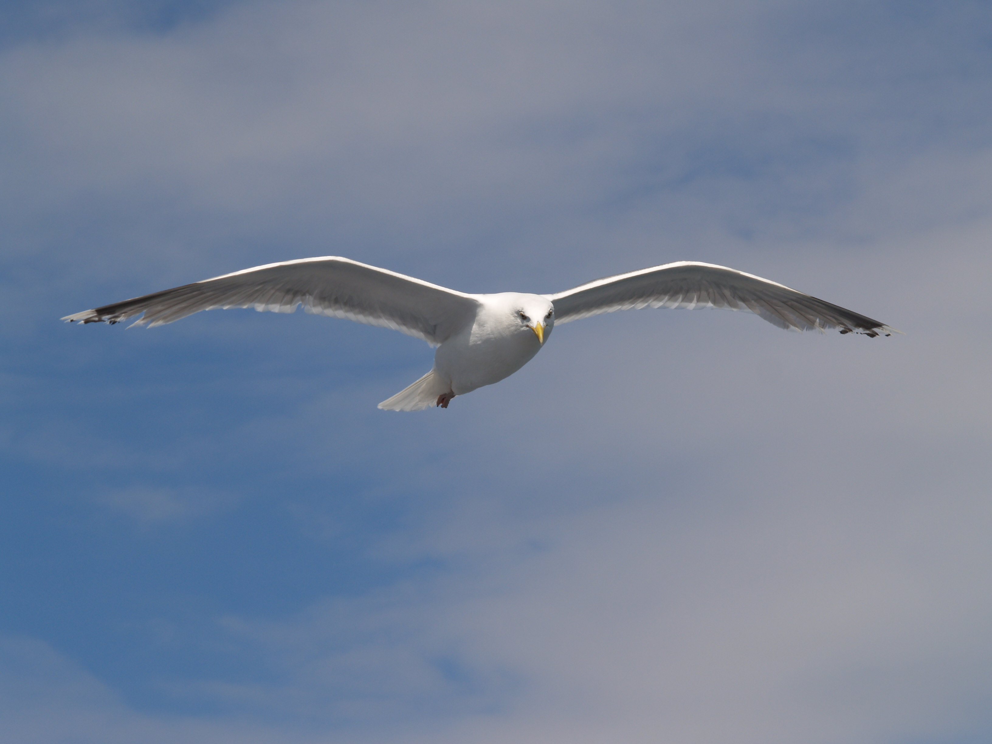 Seagull_flying_(3).jpg