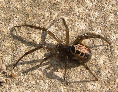 Elles sont de retour... Steatoda_Nobilis1