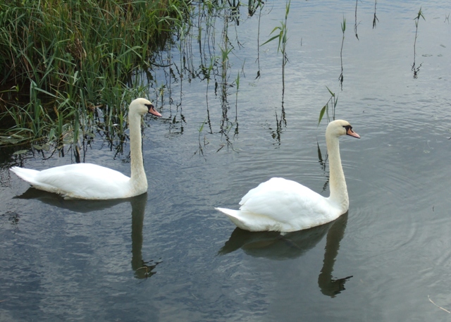 File:Swans, Two Mile Bank Drain - geograph.org.uk - 1010317.jpg