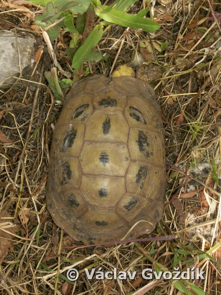 File:Testudo graeca04.jpg