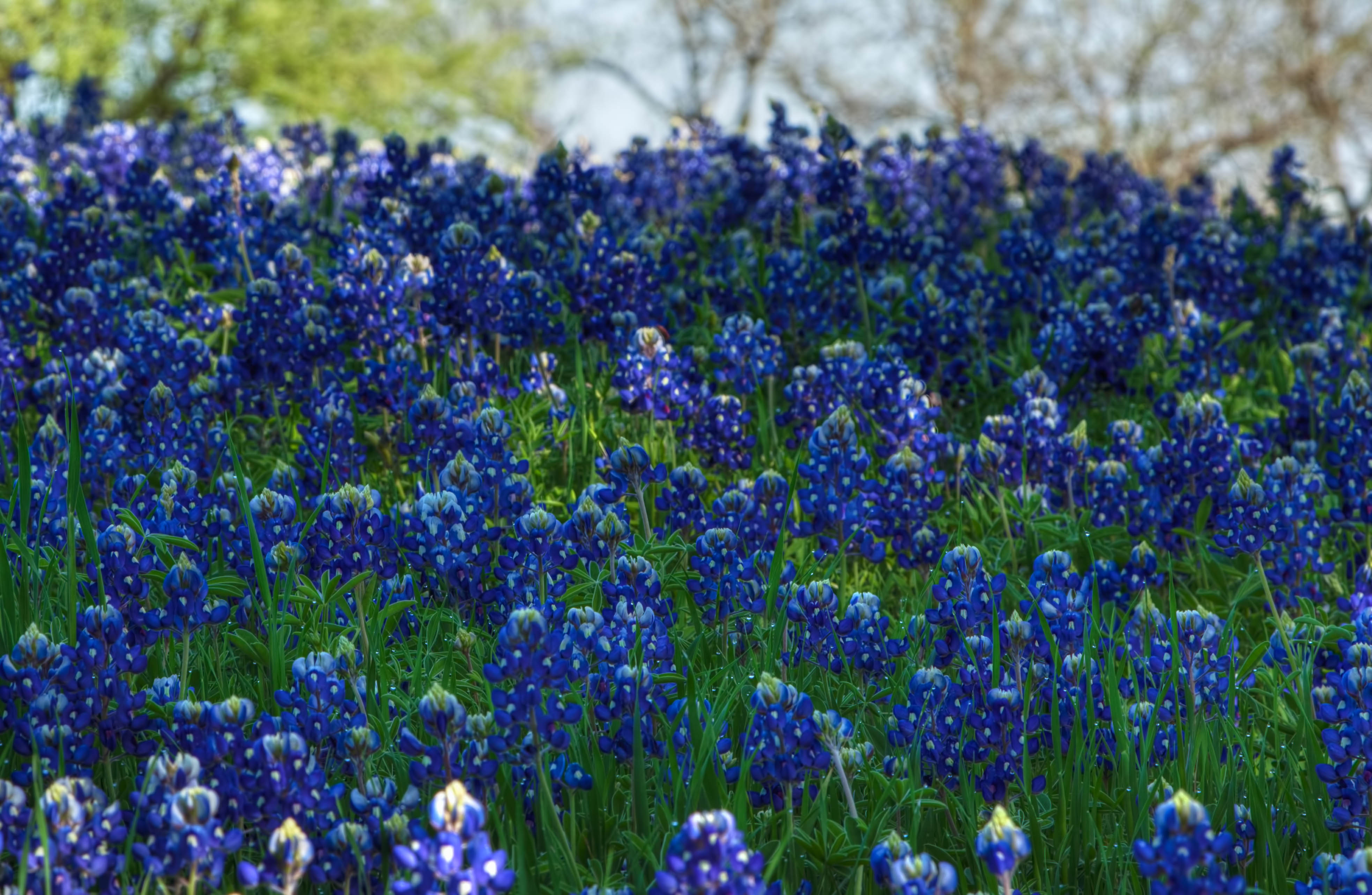 Blue texas. Bluebonnet перевод.