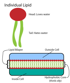 The lipid bilayer, the material that makes up cell membranes.