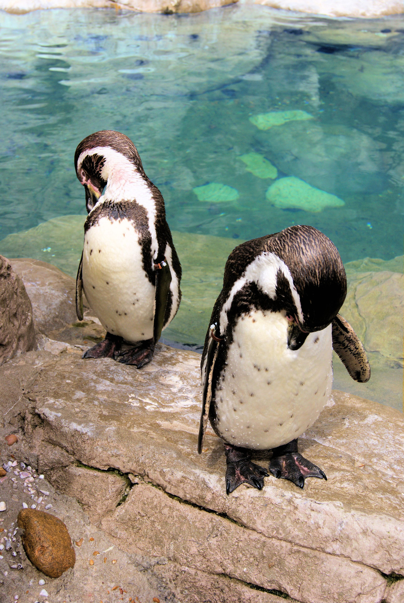 File:Two penguins at St Louis www.bagssaleusa.com - Wikimedia Commons