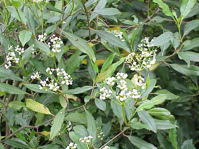 File:Viburnum globosum2.jpg