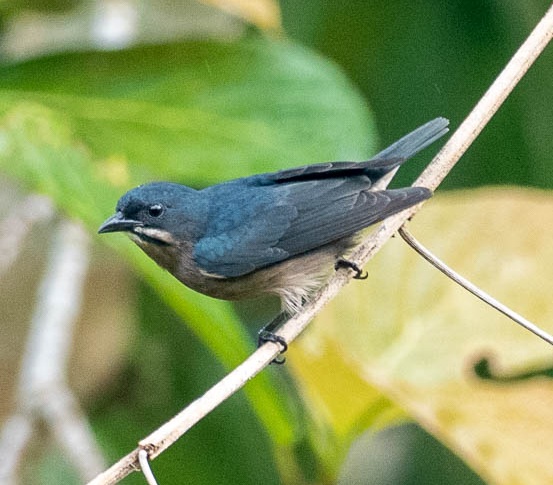 File:Whiskered Flowerpecker Davao del Sur.jpg