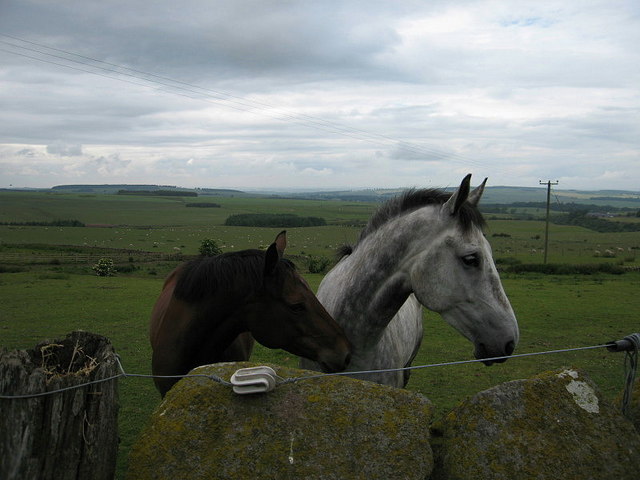 File:Whitton Farm, near Morebattle - geograph.org.uk - 191275.jpg