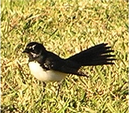 File:WillieWagtail.jpg