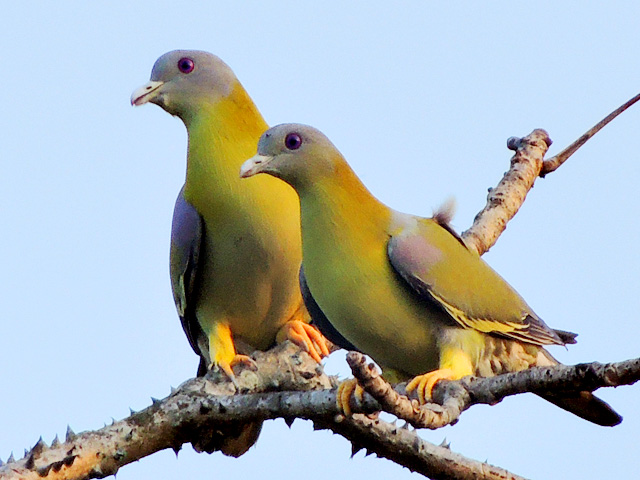 Yellow-footed green pigeon - Wikipedia