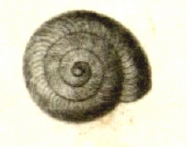 <i>Zonitoides limatulus</i> Species of gastropod