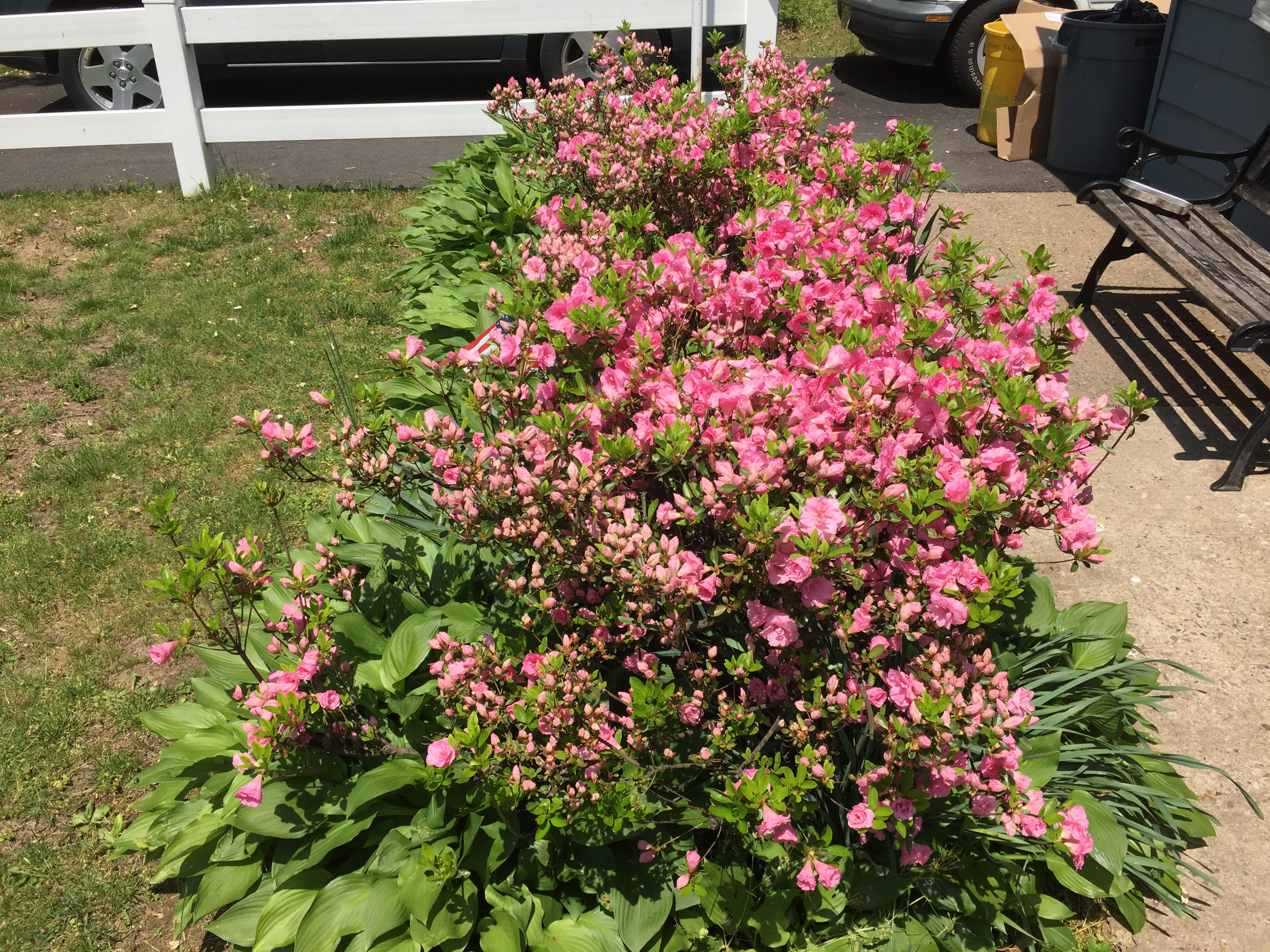 Rosebud Azalea