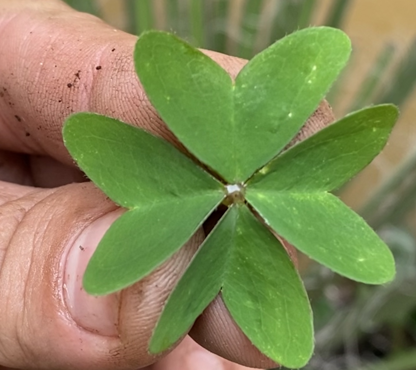 File:Clover.jpg - Wikipedia