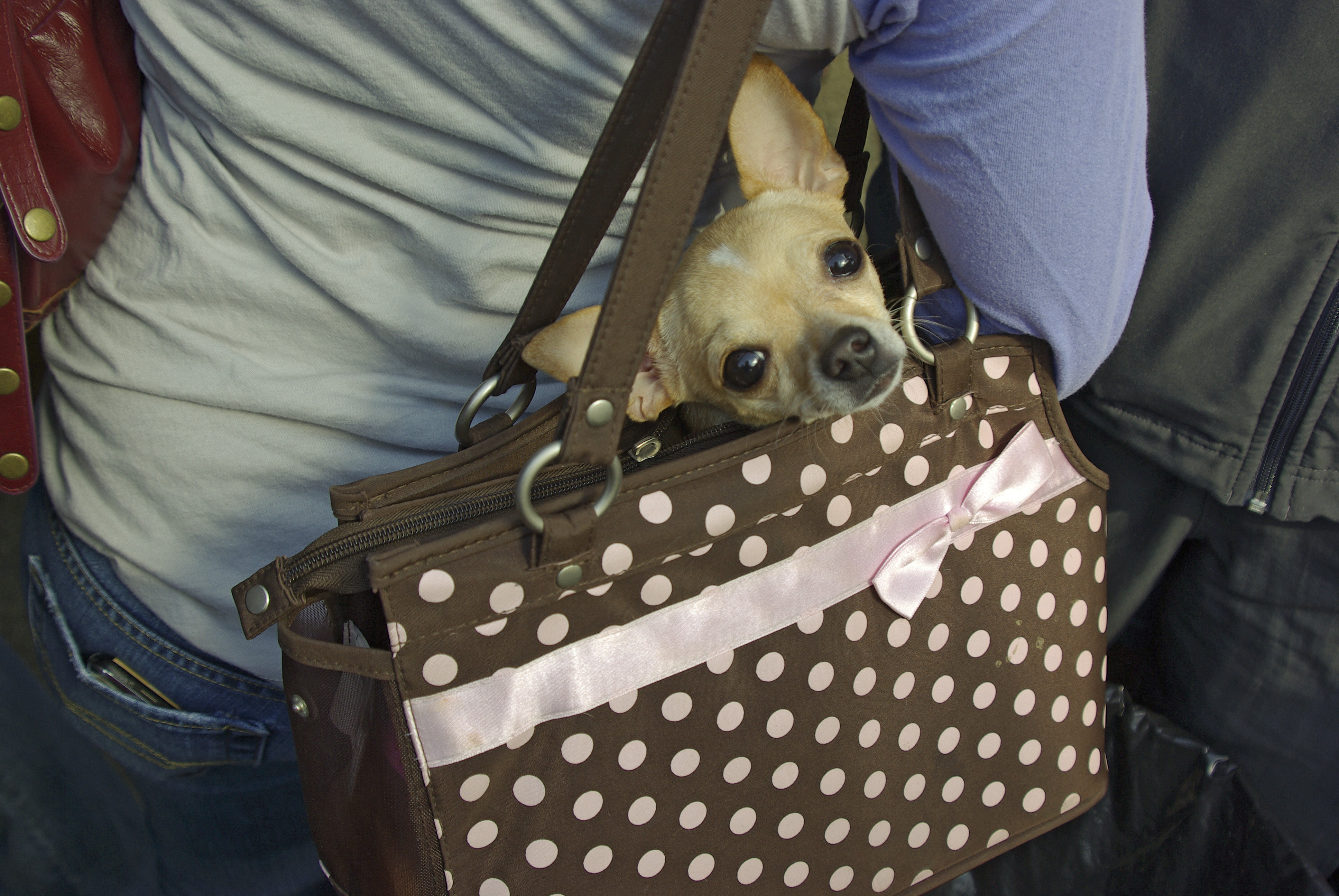 Puppy in a Prada purse.  Chihuahua, Chihuahua dogs, Chihuahua puppies