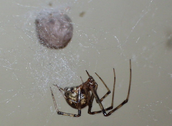 American House Spider