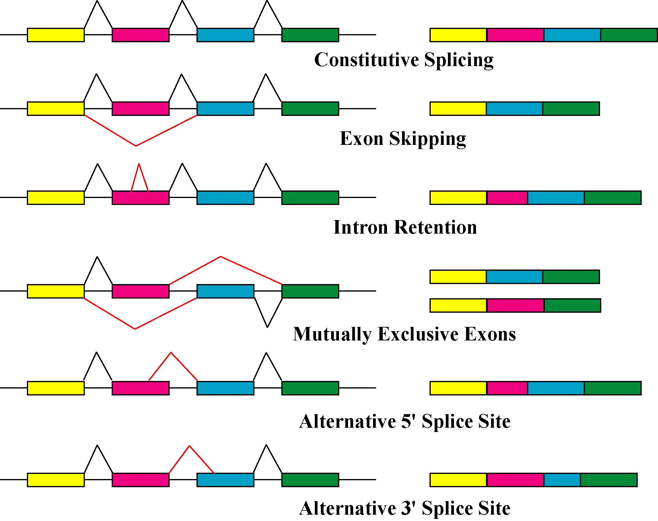 alternative pre-mRNA splicing