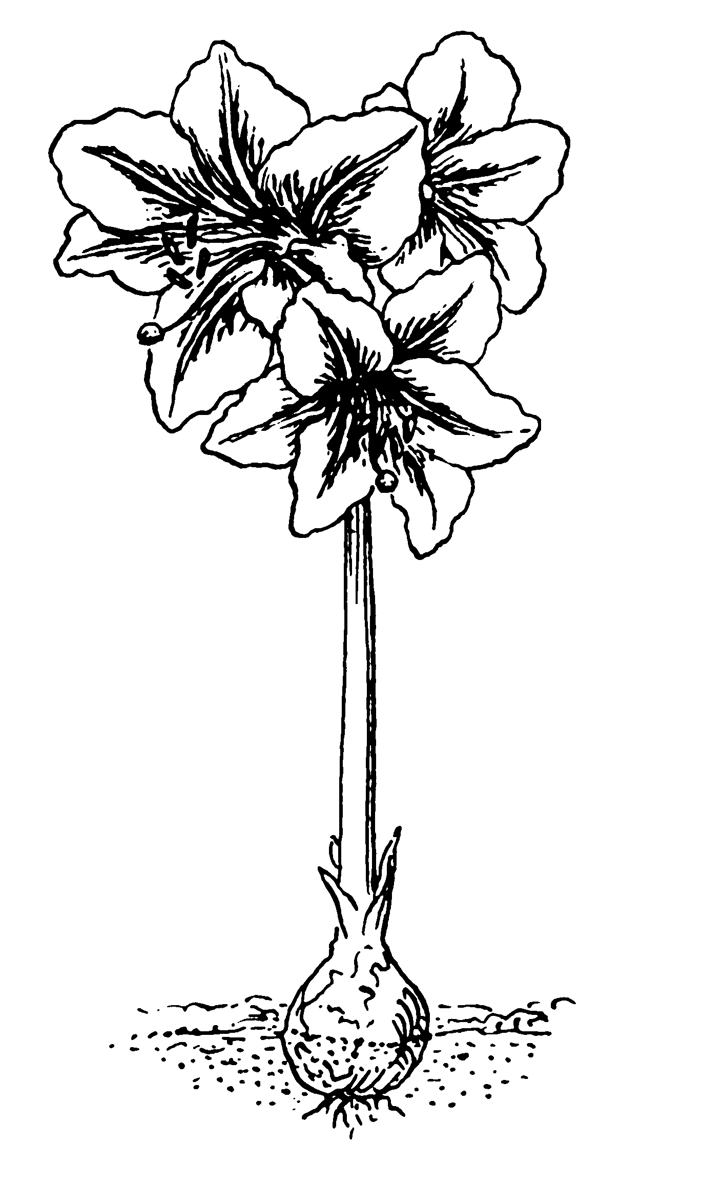 amaryllis coloring pages