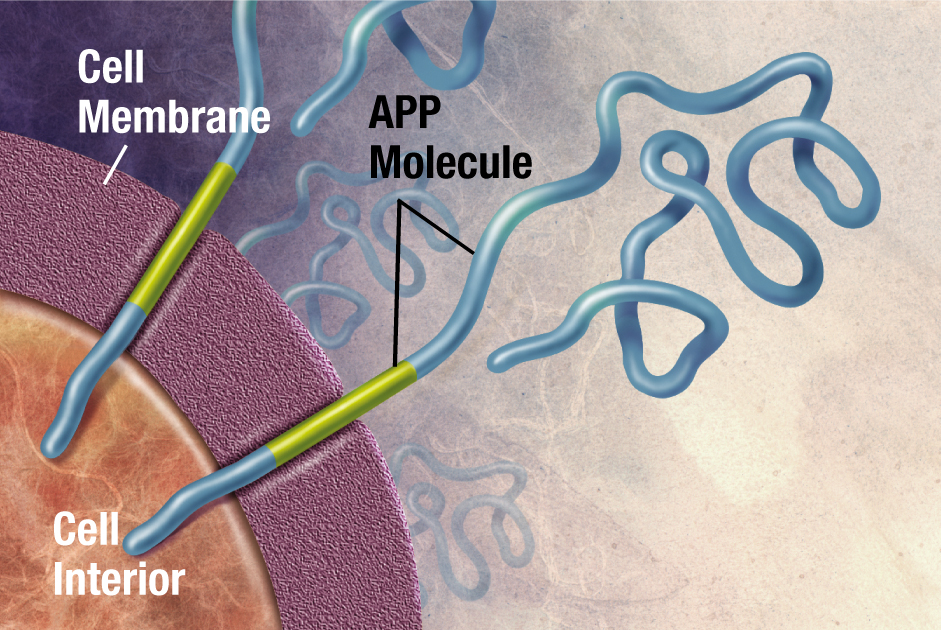 Amyloid_01big1.jpg