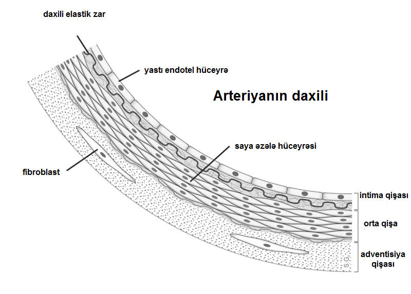 File:Anatomy artery az.jpg