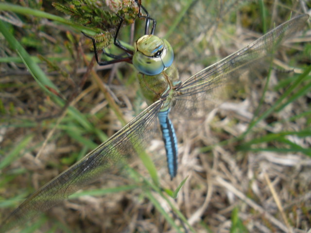 File:Anax imperator - geograph.org.uk - 1364766.jpg