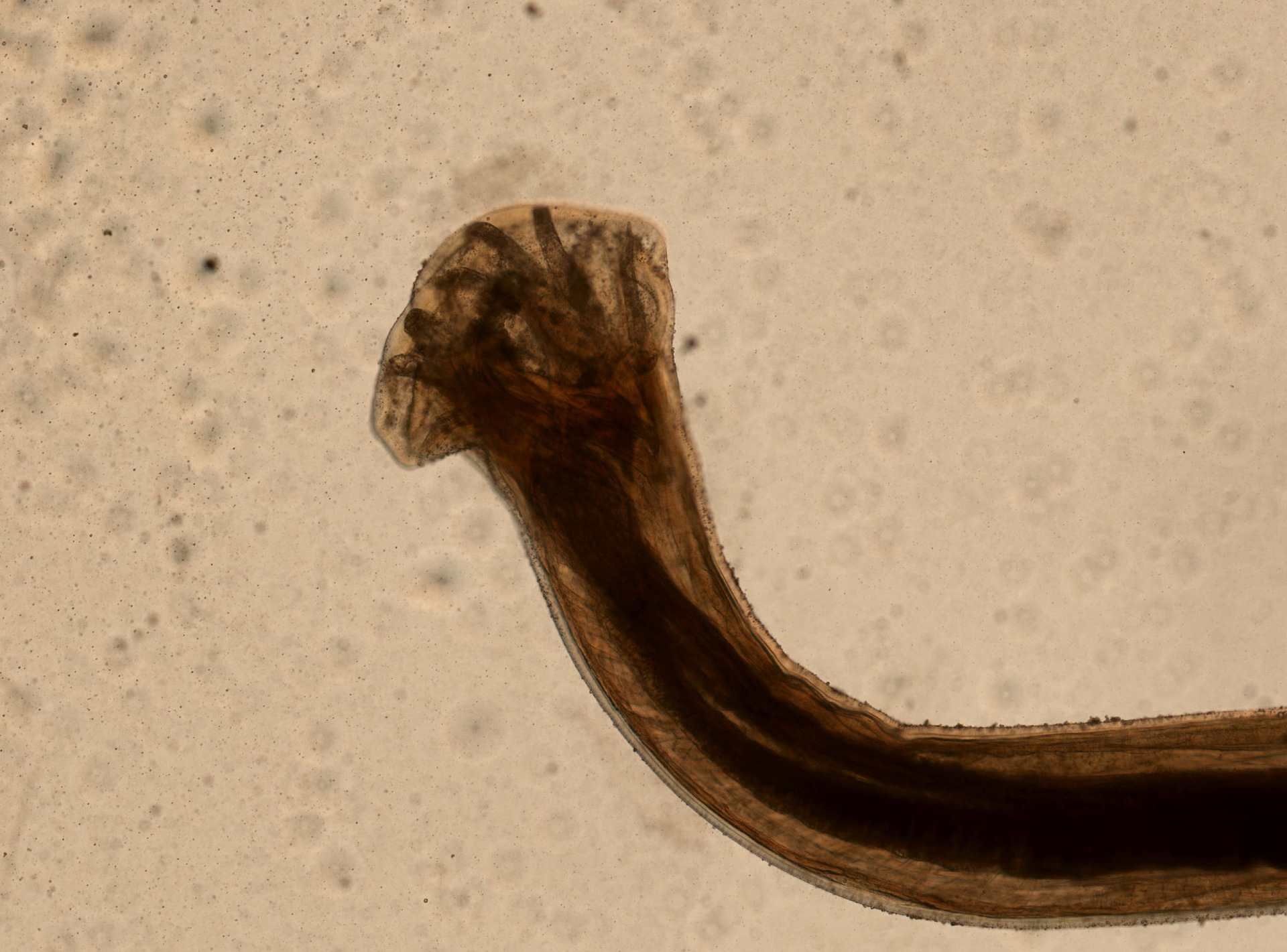 ancylostoma tubaeforme