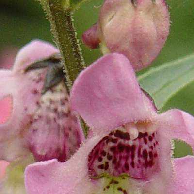 File:Angelonia angustifolia (close-up).jpg