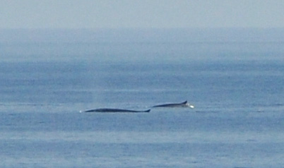 File:Balaenoptera physalus 0388.jpg