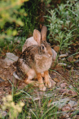 File:Black-tailed Jackrabbit.jpg