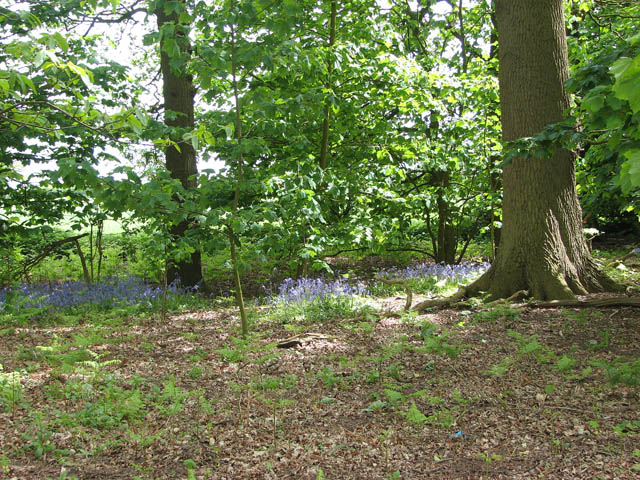 File:Bluebells (Hyacinthoides non-scripta) - geograph.org.uk - 1295142.jpg