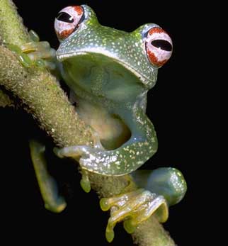 Boophis anjanaharibeensis - Wikipédia