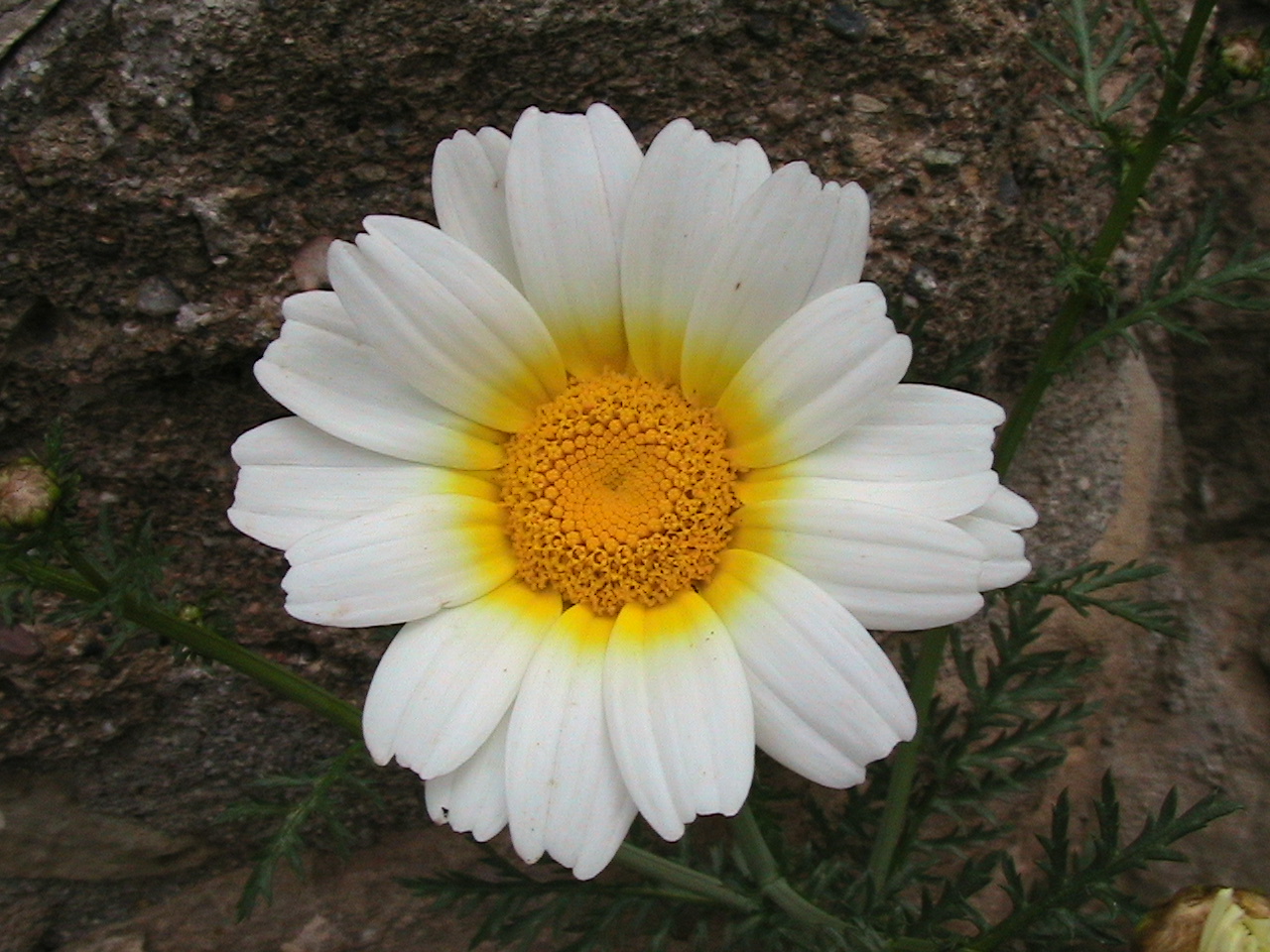 Хризантема увенчанная. Chrysanthemum coronarium. Хризантема килеватая (Chrysanthemum carinatum). Хризантема увенчанная махровая.