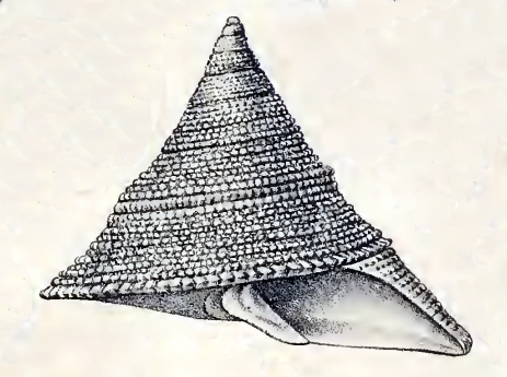 File:Calliostoma aurora 001.jpg