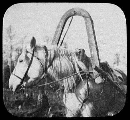 File:Close-up of pony in harness LCCN2004708095.jpg