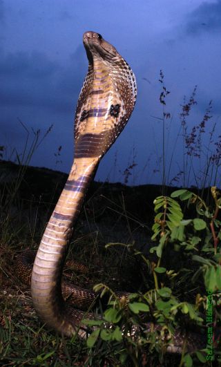 <span class="mw-page-title-main">Indian cobra</span> Species of snake