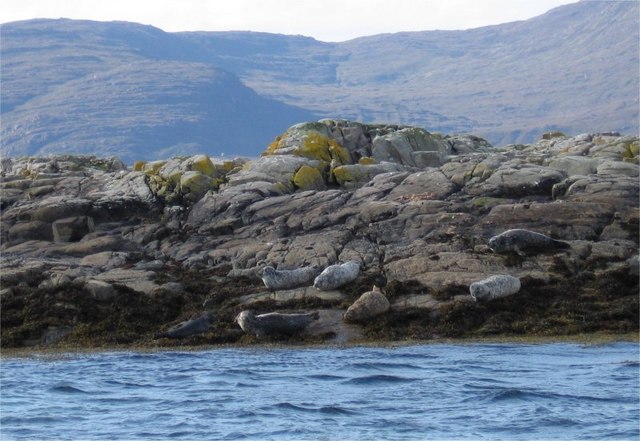 File:Common Harbour Seals on An Dubh-Sgeir - geograph.org.uk - 968001.jpg