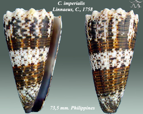 File:Conus imperialis 6.jpg