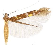 <i>Cosmopterix adrastea</i> Species of moth from Cuba