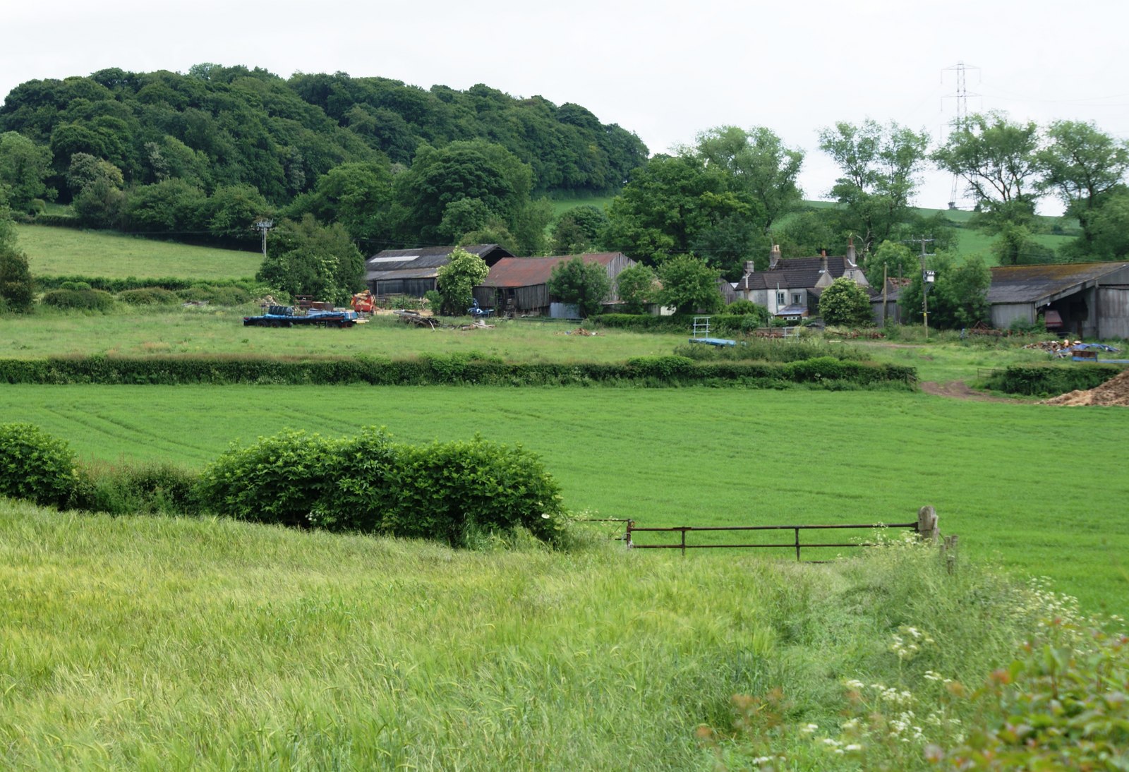 Jones' Hill Wood