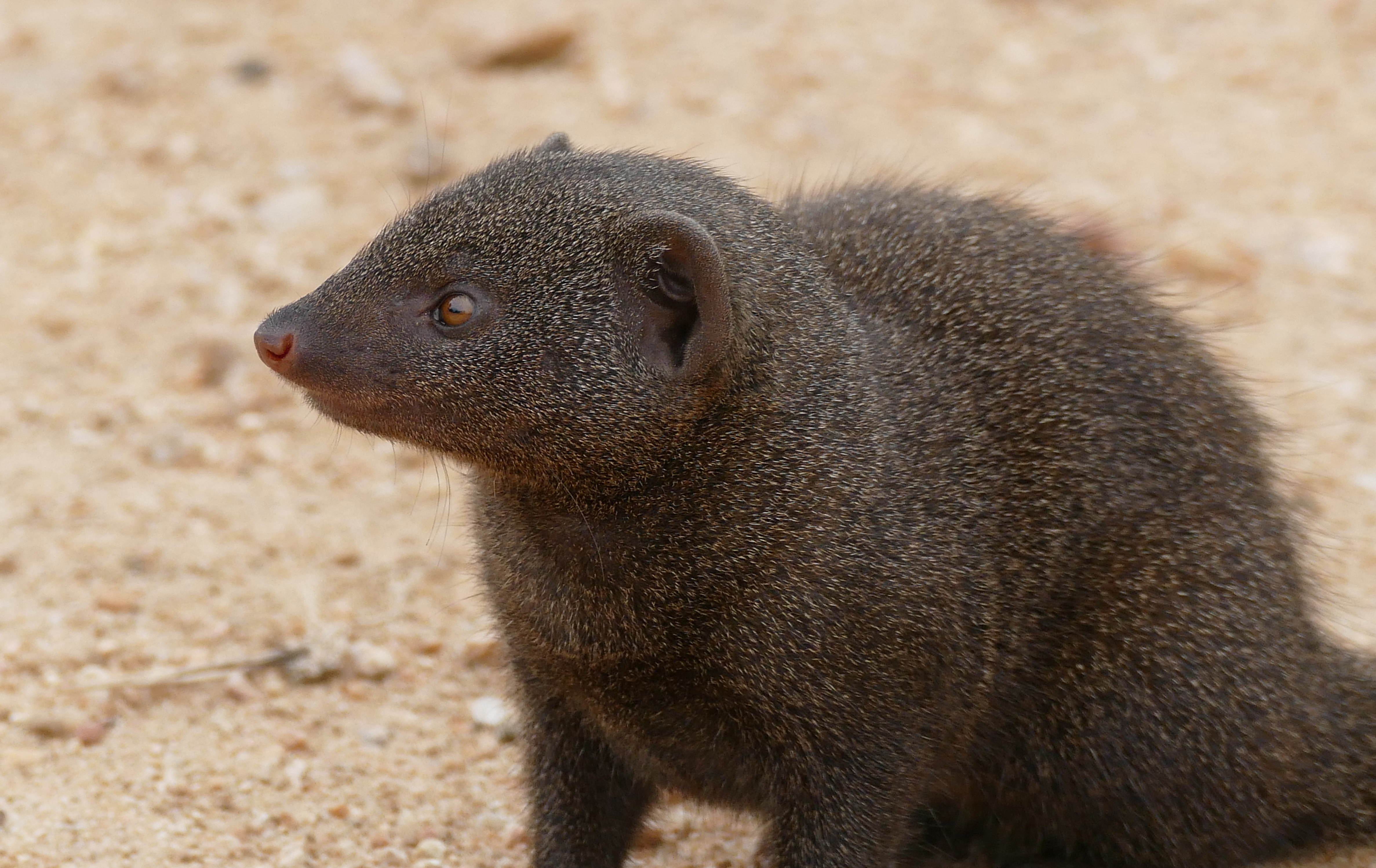 Мангус локус. Dwarf Mongoose. Мангуст черно белое фото. Dwarf Mongoose Diet. Mordellistena parvula.