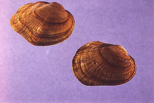 File:Epioblasma torulosa rangiana.jpg