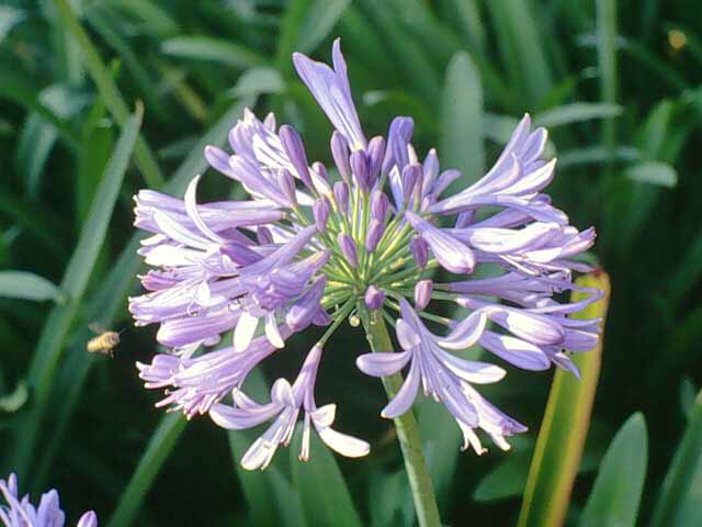 File:Família Agapanthaceae Agapanthus africanus (Agapanto).JPG - Wikimedia  Commons