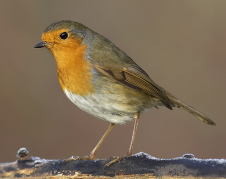 File:Footbridge Wildlife (2), Robin - geograph.org.uk - 1585944.jpg